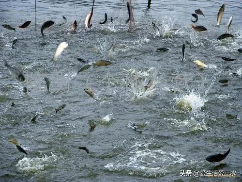 农村没技术适合干什么,没本钱没技术在农村怎么创业项目