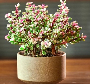 金枝玉叶如何养成形,金枝玉叶怎么让它变色