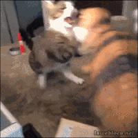 猫三联能在网上买吗,网上买猫怎么寄送的