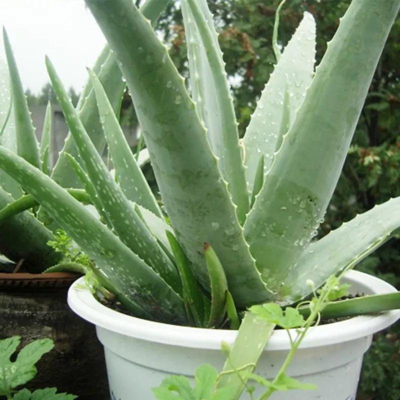 室内甲醛检测与治理,甲醛治理真的有效吗