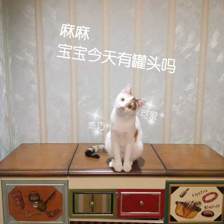 进口猫粮推荐红黄绿,猫粮进口怎么选择品牌