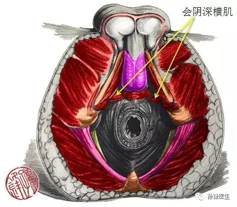 医学笔记︱男性会阴部的肌肉系统(中肛管水平):(下)