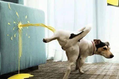 狗狗尿频是怎么回事,狗狗老是尿频什么原因