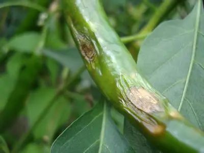 线辣椒的管理与病害的防治,春雷霉素防治辣椒病害倍数