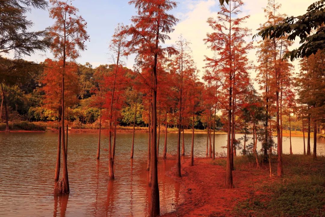 东莞周边11月份赏红叶好去处,东莞观音山看红叶攻略