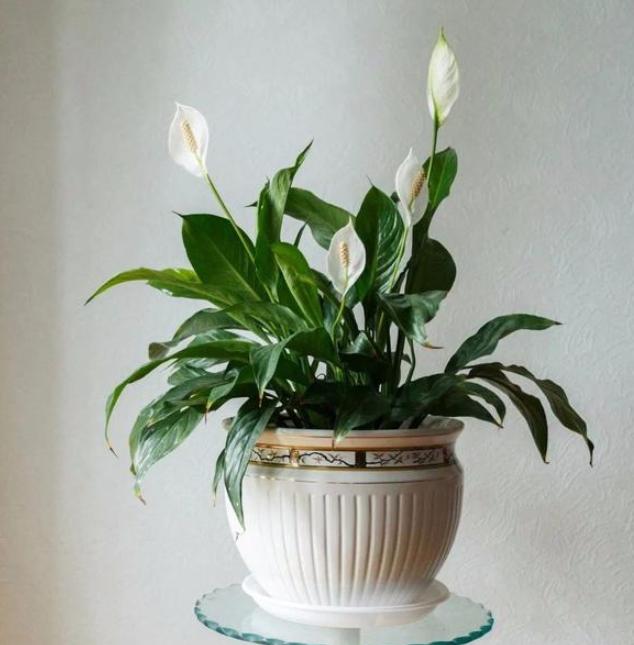 什么盆栽又好看又能净化空气,十大适合室内空气净化盆栽