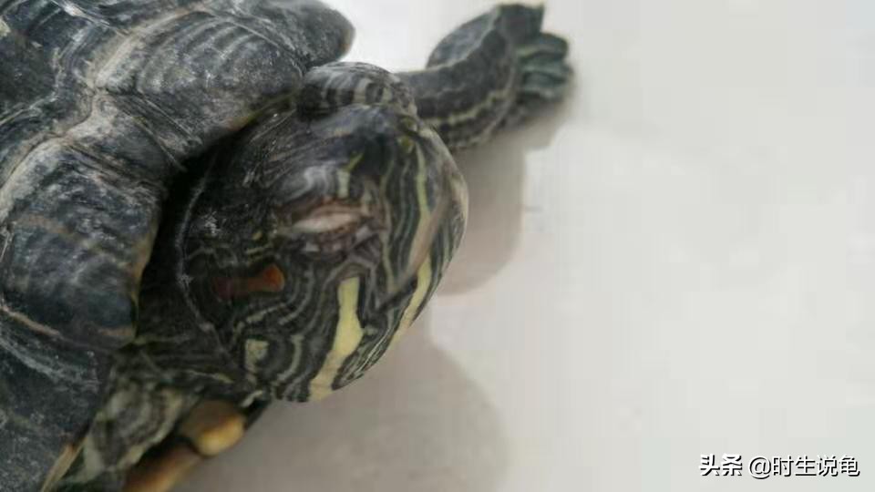 四种龟病的防治方法,养龟最容易得什么病