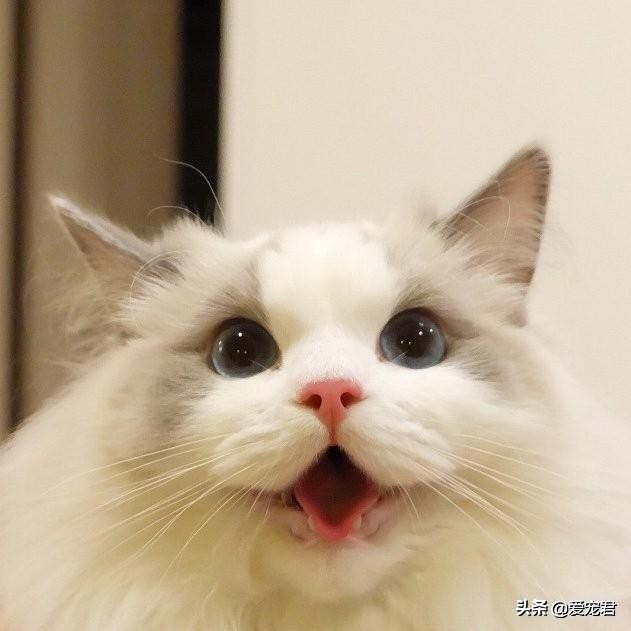 比较忙没有时间陪猫咪,经常上班没空陪猫咪可以吗