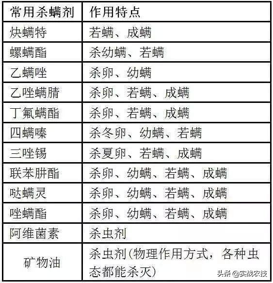 打抗性红蜘蛛螨虫我用这些药！十里八村都来我这拿药
