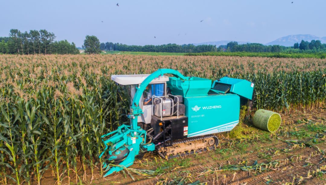 还记得小时候的赶大集吗,还记得小时候赶集凑热闹的一幕吗