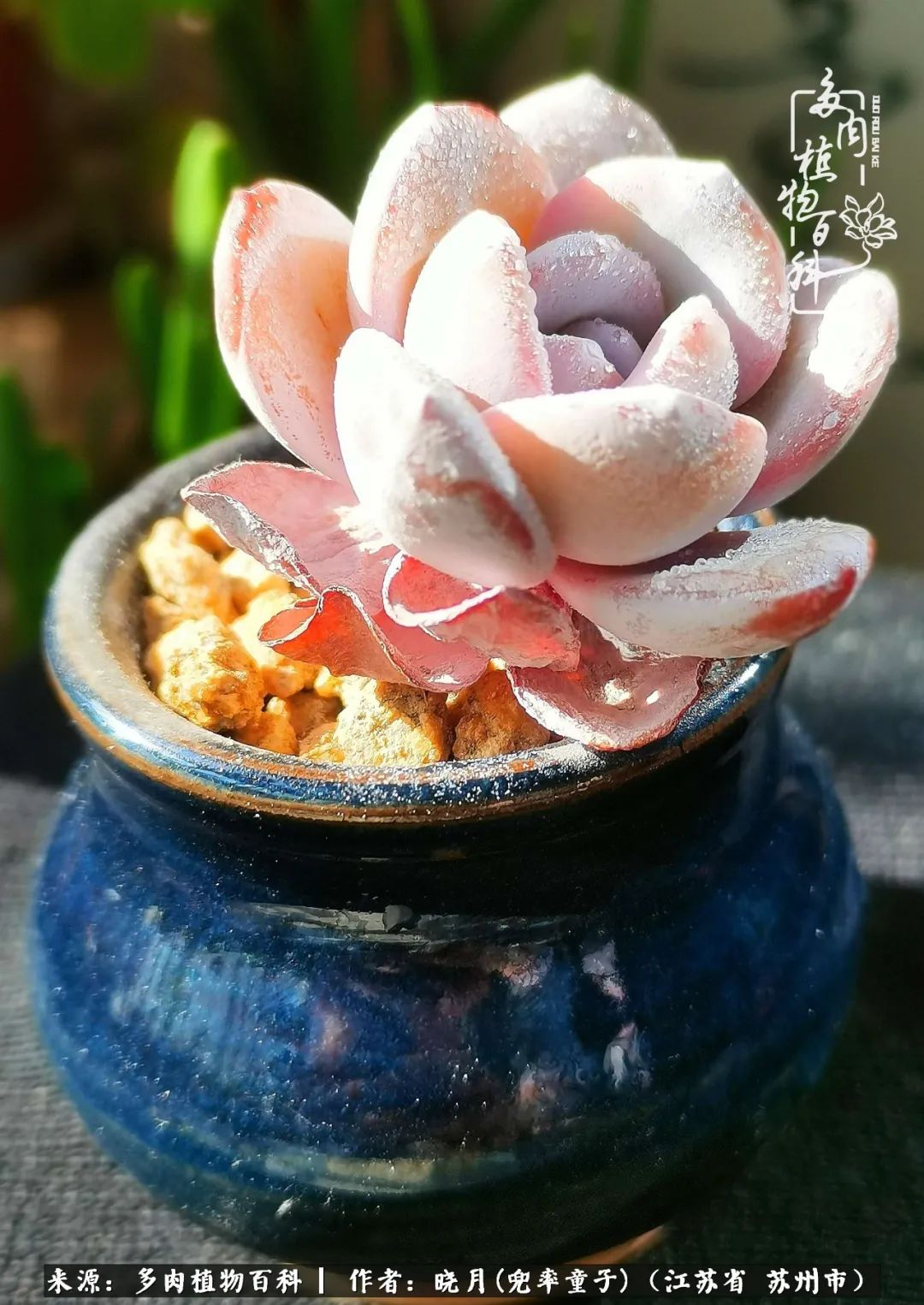 六年时间环游22个国家,却被多肉小萌物征服