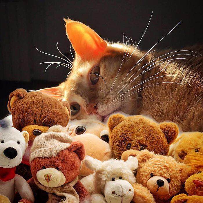 一只可爱的淘气猫,一只调皮可爱的猫