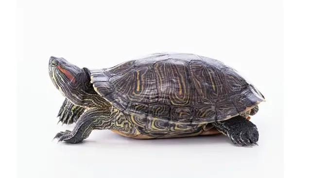 凶猛一点的新手龟,凶猛的龟都有什么品种