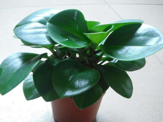 碧玉盆栽怎么浇水,碧玉盆栽养殖方法和注意事项