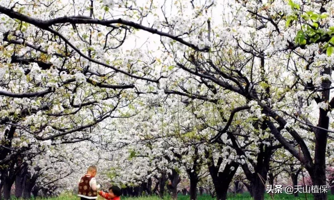 *疆新**库尔勒彻底火了！登上央视让世界瞩目，为库尔勒而骄傲