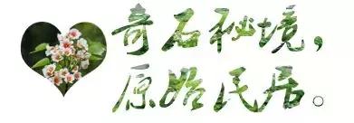 再过2天!仁寿森林音乐节来了,桐子花开满山头,粉白若雪!