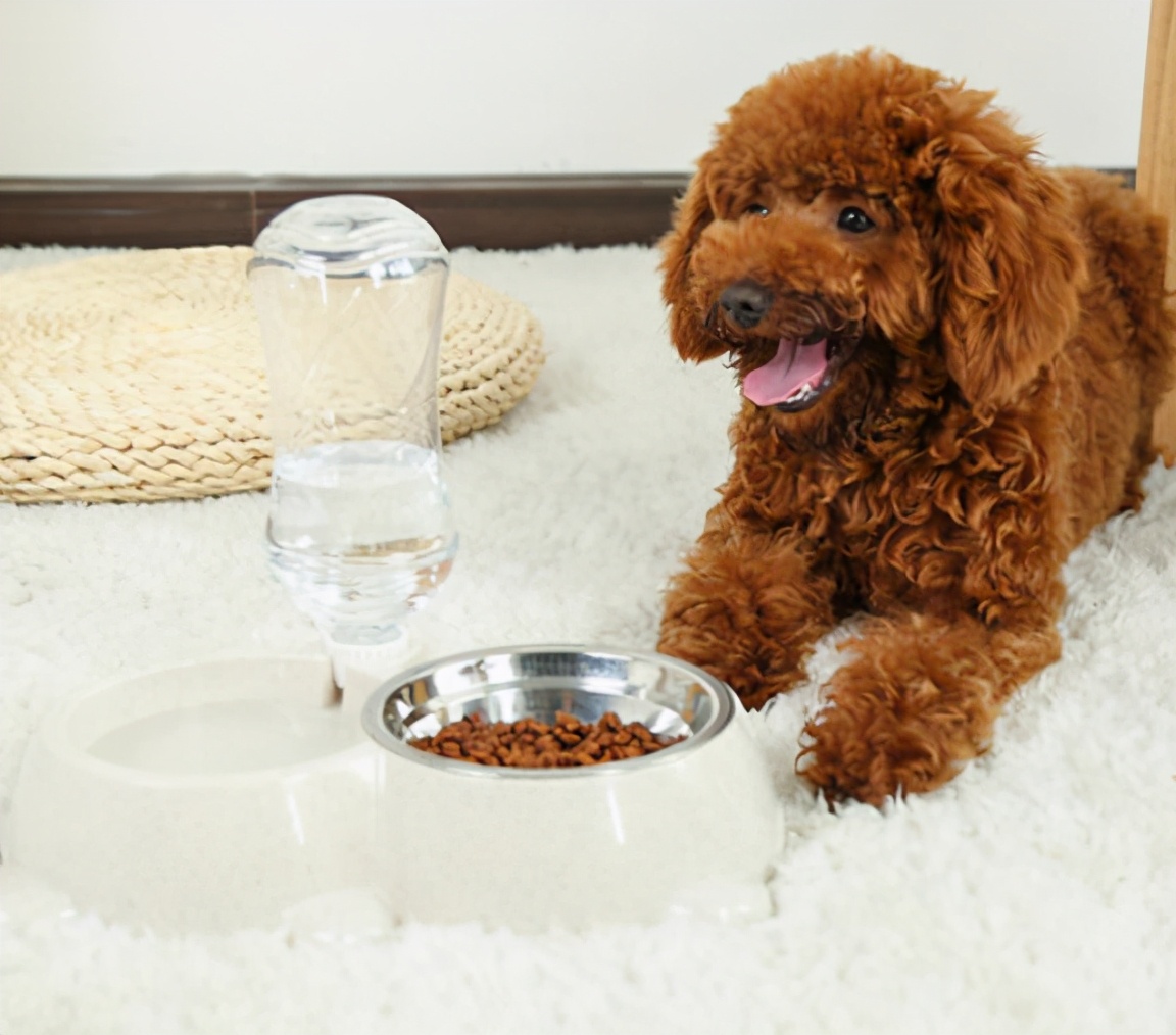 狗狗一下长很多白毛是什么原因,狗狗的毛发有白毛是什么毛病