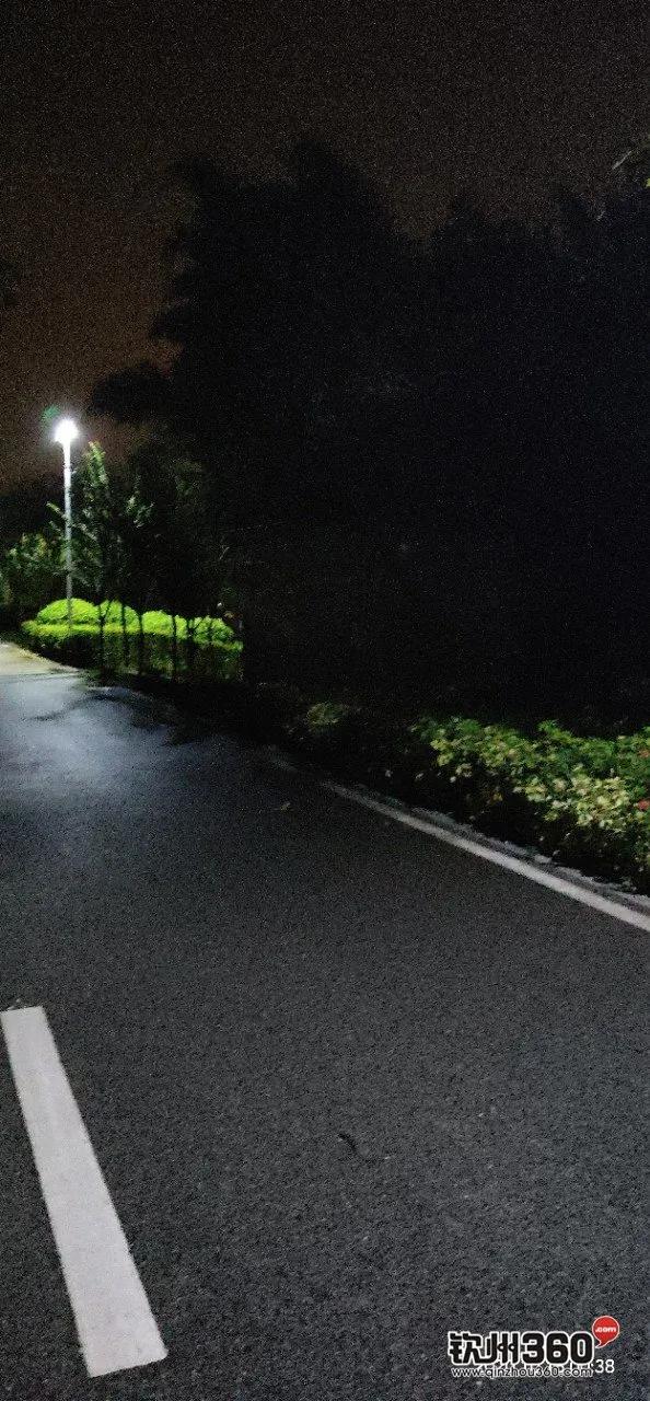 好惊！钦州有人在钦江边散步遇到“银包铁”，狗对着蛇狂吠