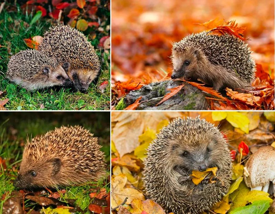儿童画教程|幼儿秋季艺术启蒙课程《小刺猬搬果果》
