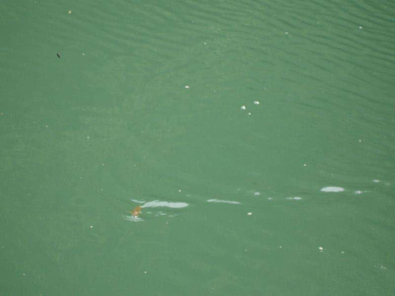 盘车冲钓赤尾,盘车冲钓青尾鲴