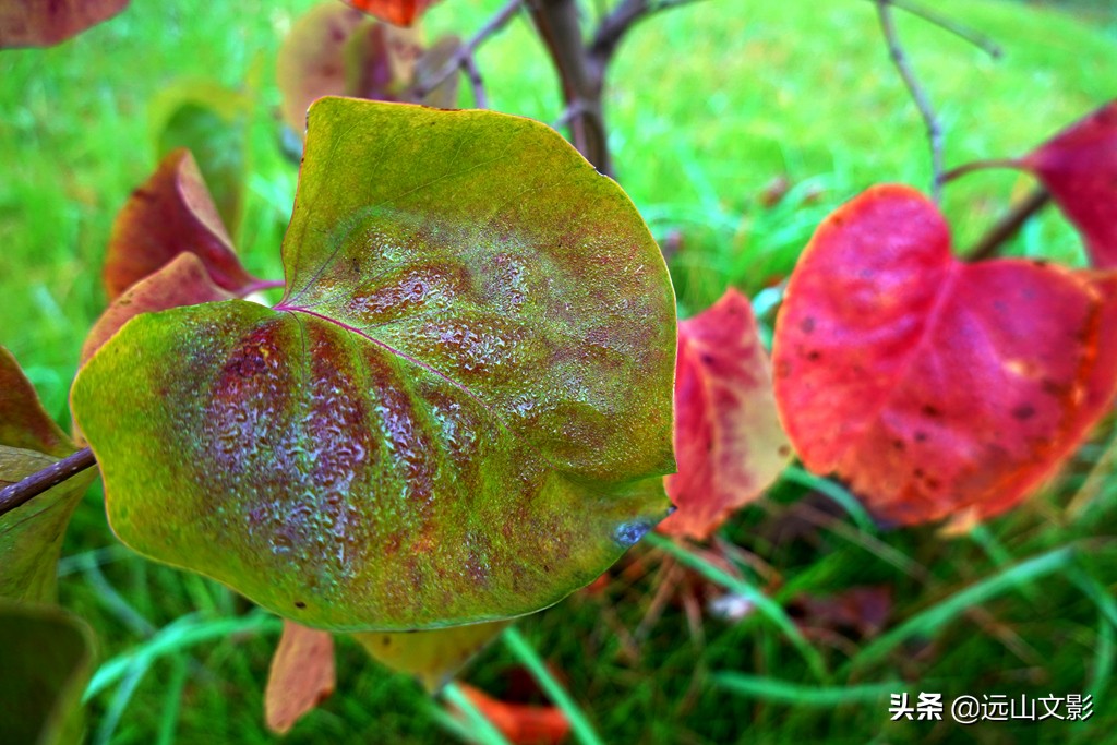 索尼黑卡二怎么拍,索尼黑卡2大光圈拍视频