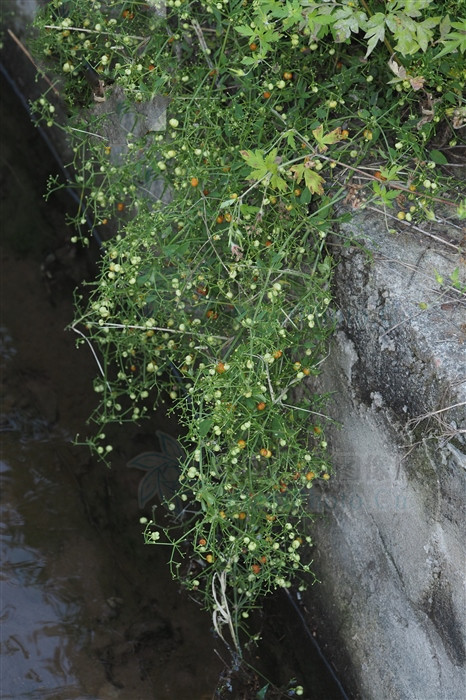 凉血的药对化瘀血有好处吗,血见愁跟茜草一样吗