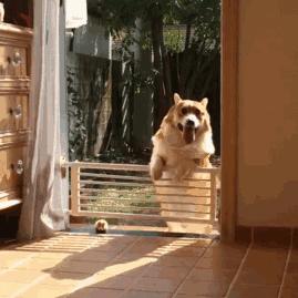 小短腿柯基有点可爱,柯基小短腿好可爱