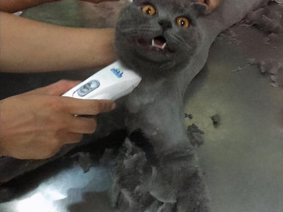 猫咪得猫癣一定会传染给人吗,脚气会不会传染给猫形成猫癣