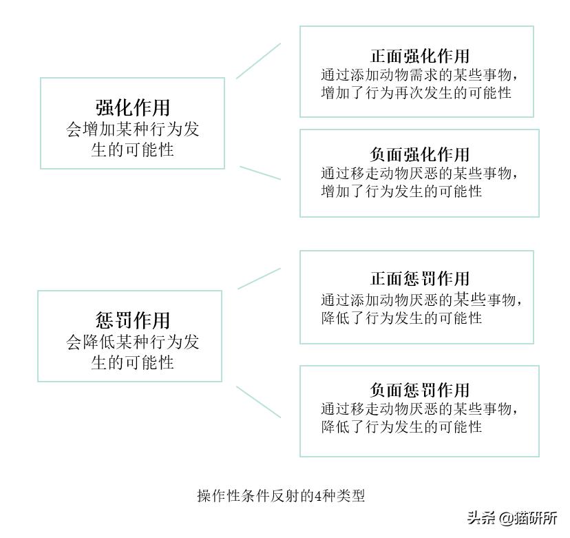 猫咪总是打扰主人吃饭怎么办,猫咪总是打扰我睡觉怎么办