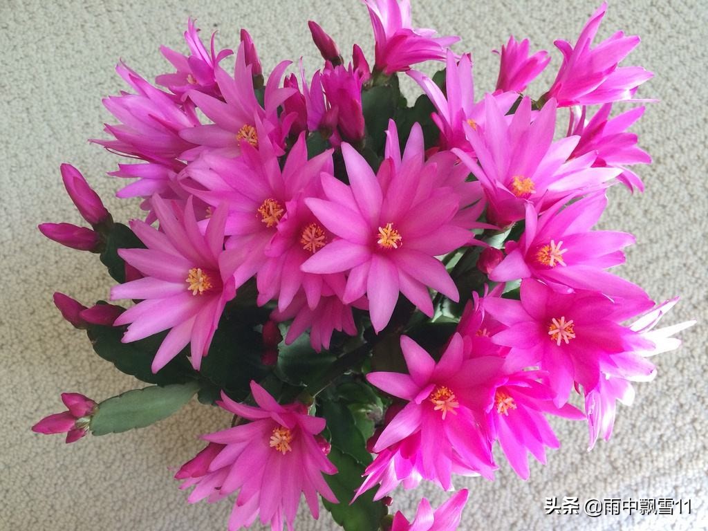 蟹爪兰假昙花仙人指有啥区别,仙人指假昙花蟹爪兰区别