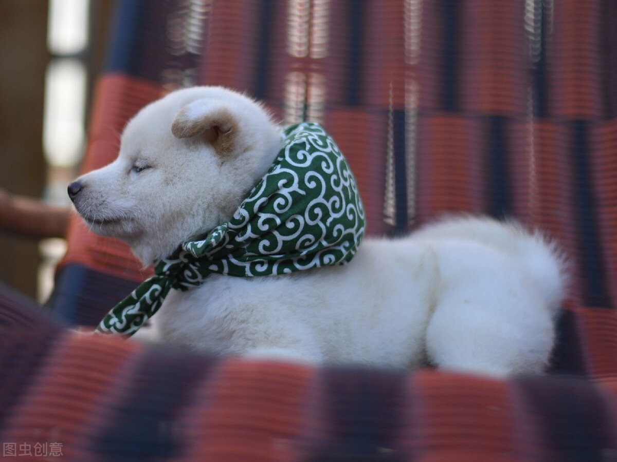 为什么不能养日本柴犬呢,柴犬有什么优点怎么那么呆萌可爱