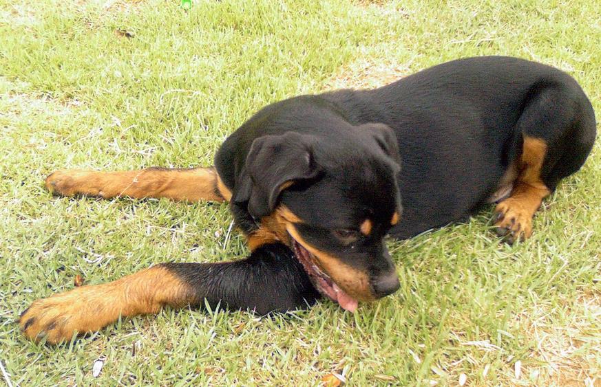 世上最漂亮的十种狗,最名贵的狗叫什么名字