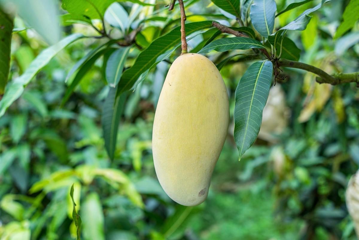 贵妃芒、金煌芒、小台农哪个更好吃？口感差别大，看好再买