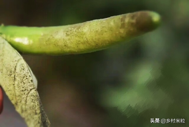 辣椒种植怎样对土壤消杀,关于种植辣椒的病虫害知识