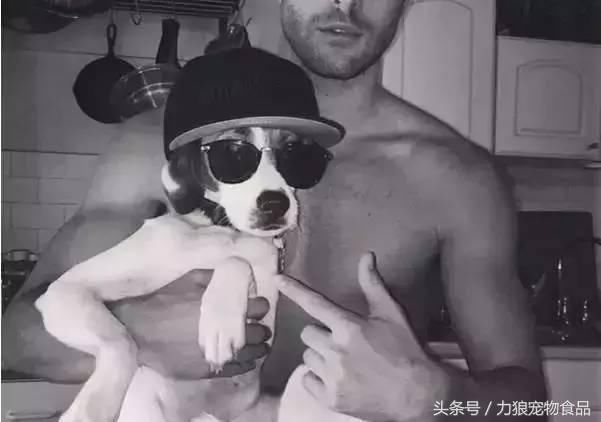 狗狗冷知识500条,狗狗柯基冷知识