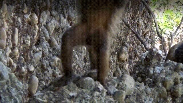 蚶蛤蛏蚬区别,蛤蜊蚶子蛏子区别