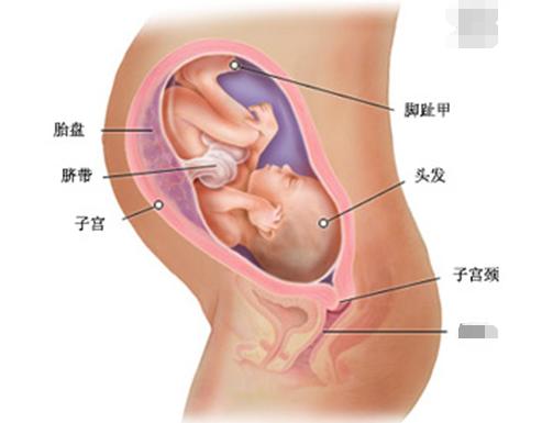 剖腹产孕37周和39周区别,为什么剖腹产建议38-39周生