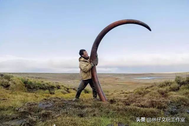 1500左右的猛犸象牙是真的么 (猛犸象牙是否适合收藏)