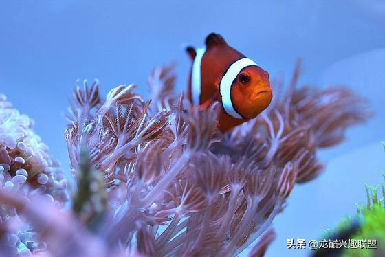 珊瑚到底有多可怕,珊瑚到底有多残忍
