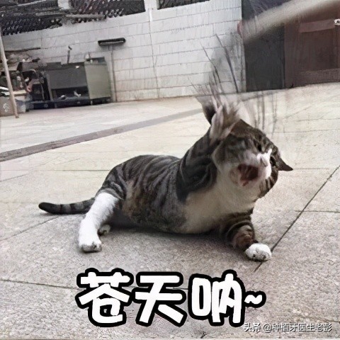 智齿发炎真是疼啊,为什么智齿发炎了会反反复复