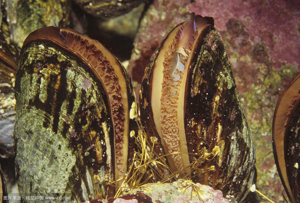 紫贻贝：好吃又好看营养又全面说的正是本贝