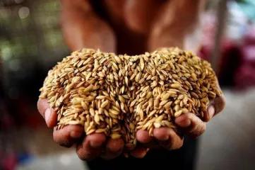 中国粮食交易平台,中国粮食网上交易平台有哪些