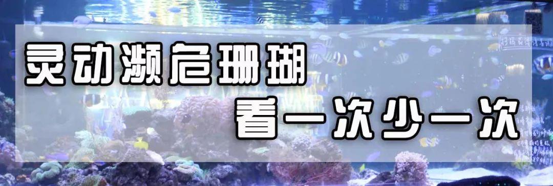 绚丽珊瑚海300+种海底生物，火爆盆友圈的网红打卡圣地就在中山路