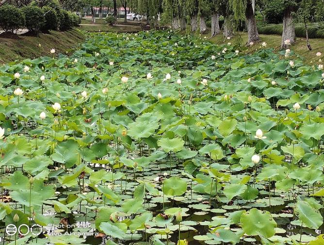 vivoz5x全面详细评测,美得不像千元机vivoz5x精美体验