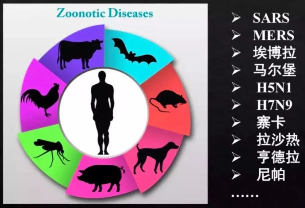 钦州动物园有何野生动物,哪些动物属于野味