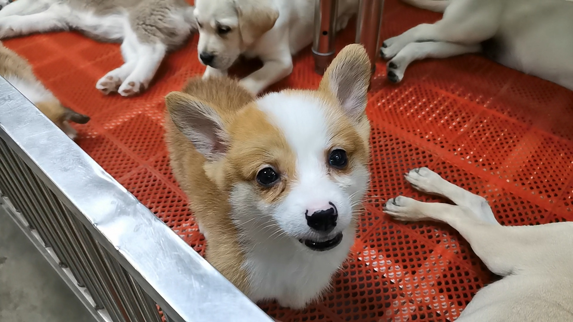 郑州陈砦花卉市场搬迁最新消息,郑州陈砦花卉市场多肉批发