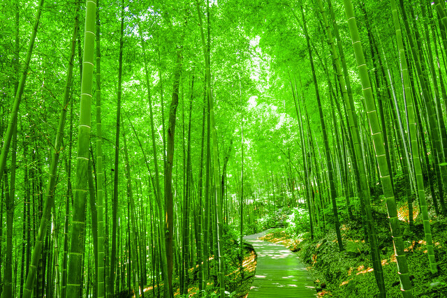 竹子成本低收益大,竹子的赚钱方法