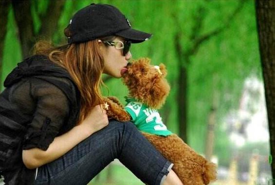 泰迪犬的六大缺点劝你最好别养,泰迪犬特殊的健康问题