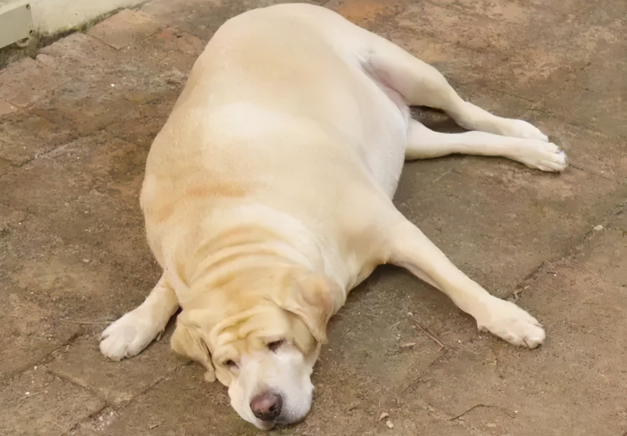 养拉布拉多犬一个月花费多少钱,养拉布拉多犬新手要注意什么