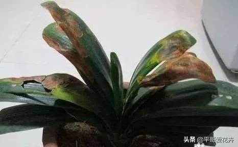 “3种花”冻伤不要扔，教你这样做，快速恢复生机，很有观赏性